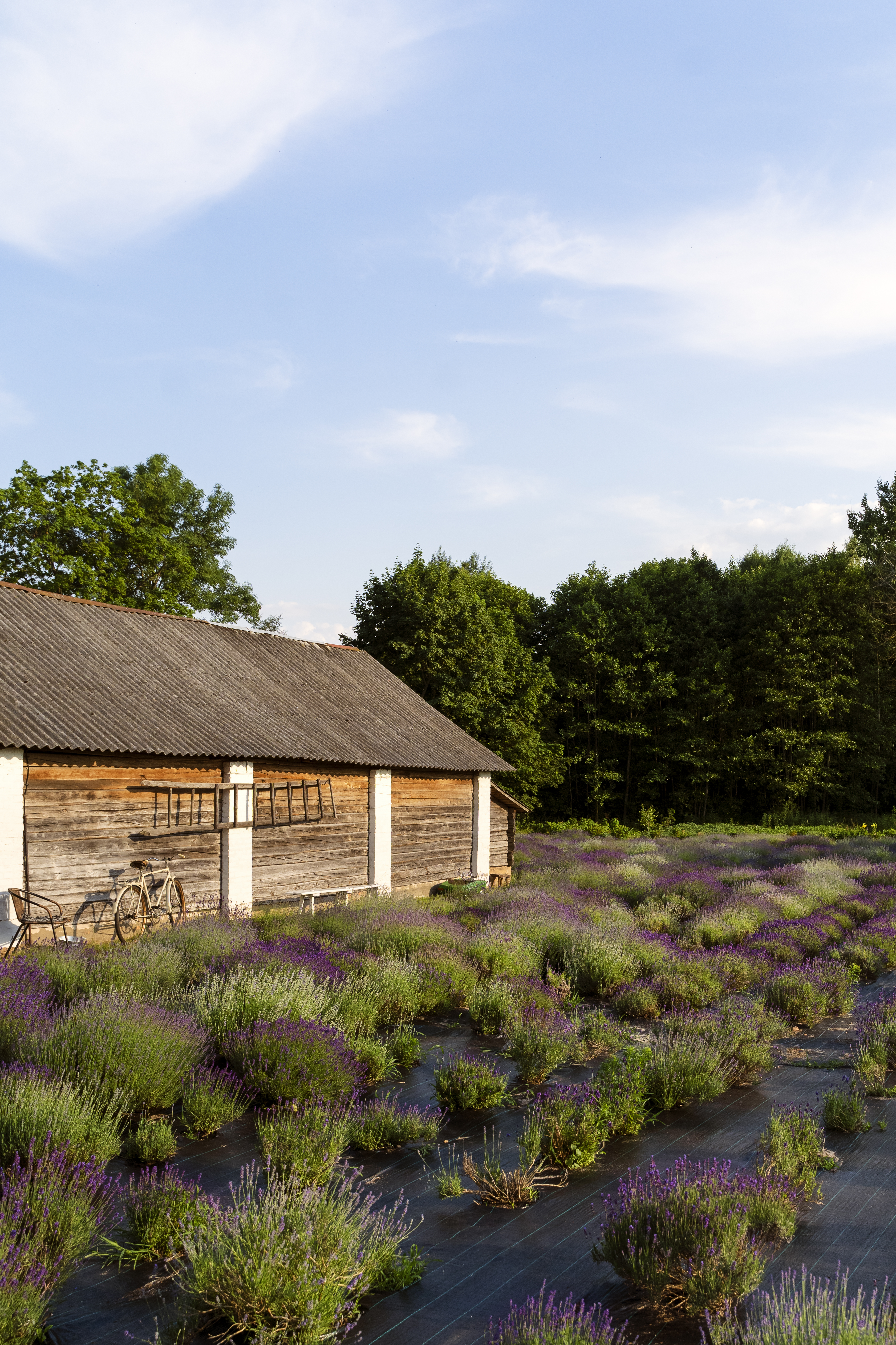 äldre hus med natur