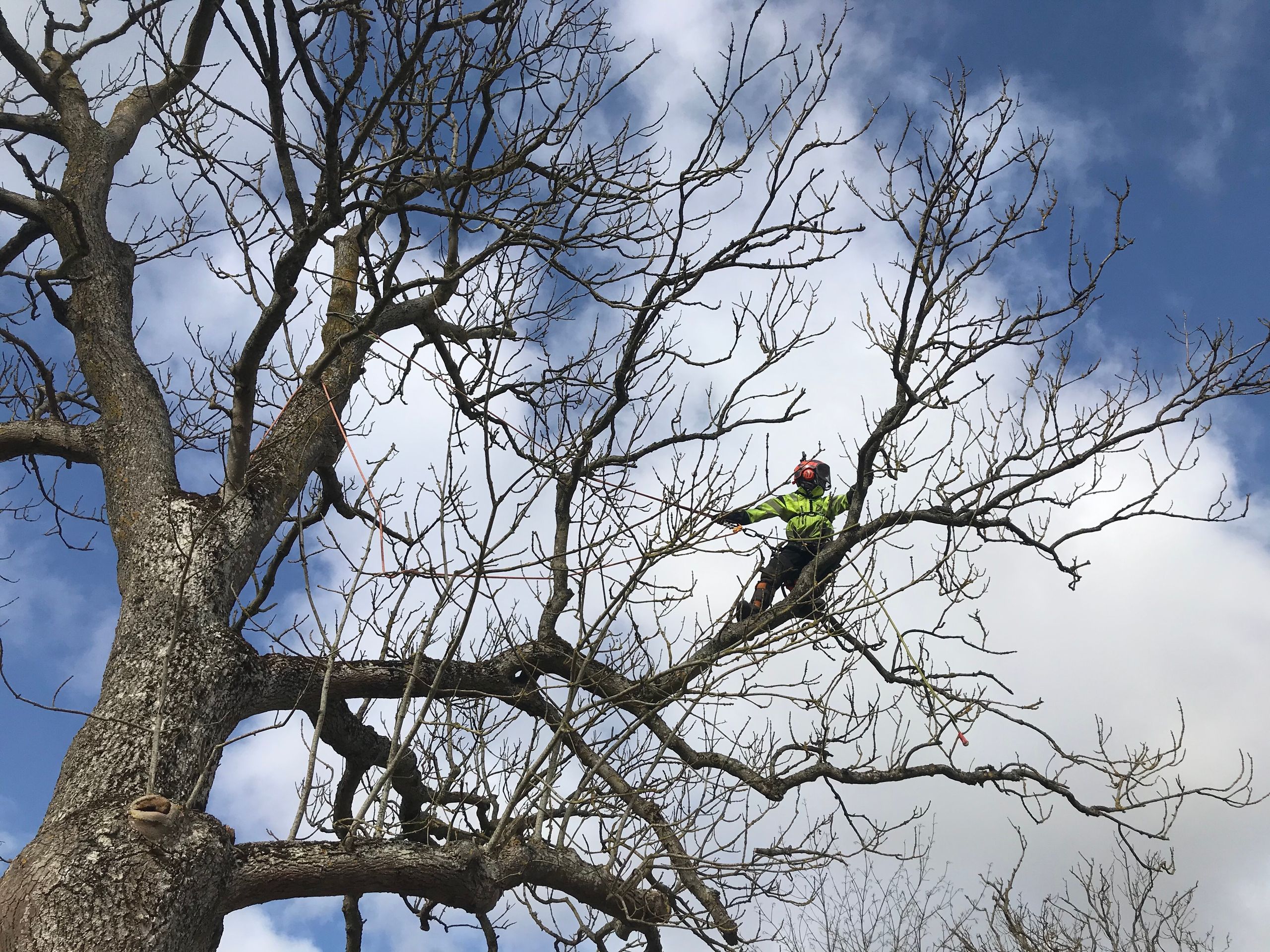 Tradbeskarning I Skane Alias Arborist