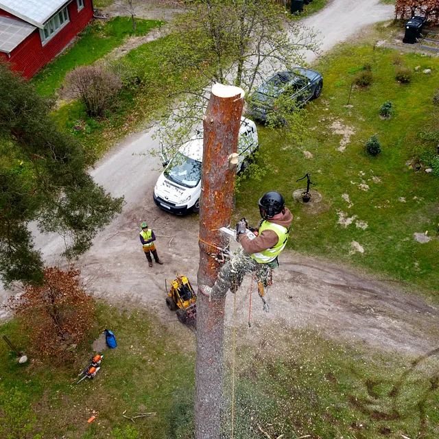 Trädfällning sektionsfällning av stam