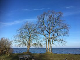 Trädfällning i Skåne