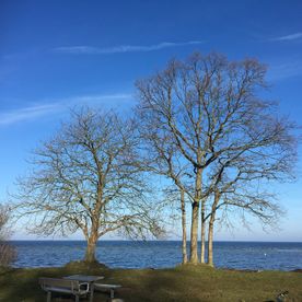 Trädfällning i Skåne
