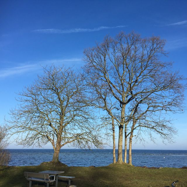 sjöutsikt med stora träd framför hav i Malmö