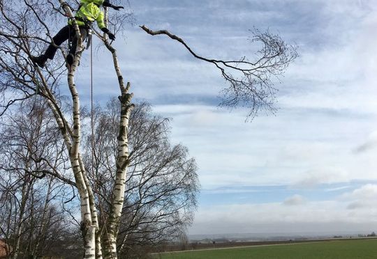 Arborist