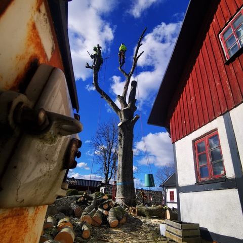 trädstam alias arborist