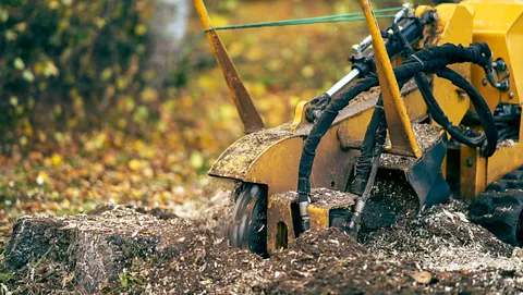 Stubbfräsning med Alias arborist
