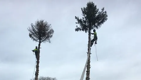 Trädfällning med skylift