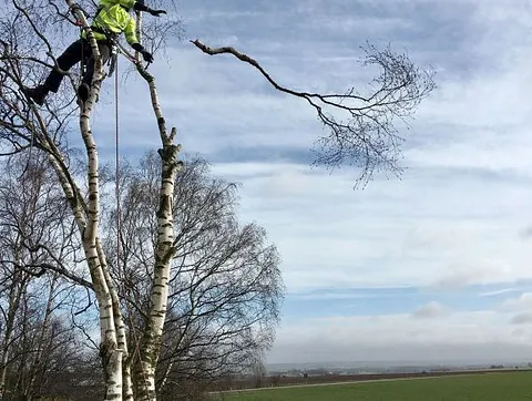 trädfällning i Skåne med Alias Arborist