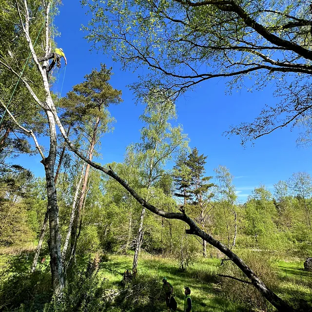 Trädfällning rotvält